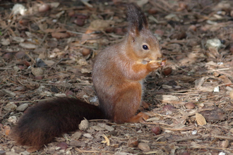 image of red squirrel eating nuts on brown ground- copyright gillian day
