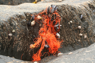 image of Marine litter - fishing ghost gear on shore mussels