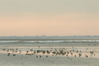 Image of ducks and waders feeding on mudflats in Morecambe Bay. Copyright Peter Cairns/Northshots/2020VISION