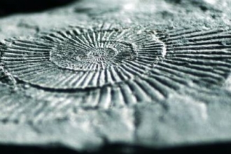 stone fossil of a large ammonite