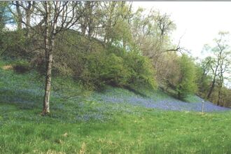 Argill Woods Nature Reserve Landscape