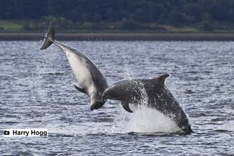 Bottlenosed-Dolphins