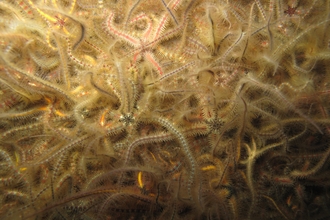 Brittlestar bed from the Irish Sea