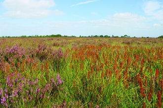 image of Drumburgh moss nature reserve