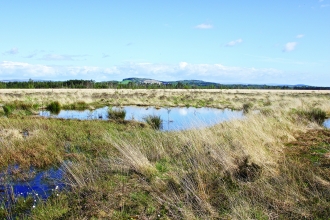 image of Foulshaw moss landscape -copyright ian alexander waite