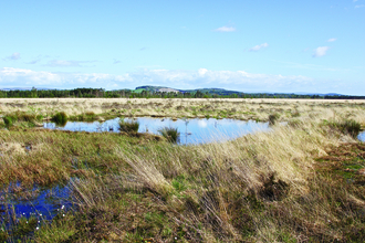 image of Foulshaw moss landscape -copyright ian alexander waite