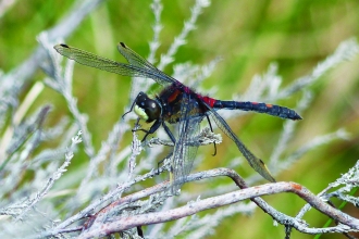 image of White-faced darter dragonfly - copyright David Clarke