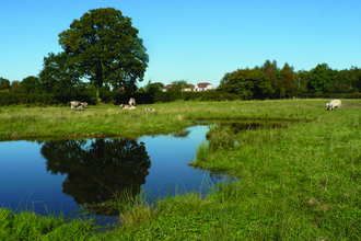 image of wetland landscape at Gosling sike with long horn cattle