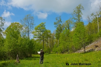 Howe Ridding Wood in Summer