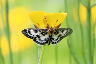Small magpie moth on buttercup - copyright Nigel Gilligan