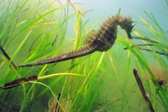 Image of long snouted seahorse taken in Studland Bay rMCZ. Credit: Andrew Pearson