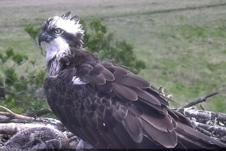 osprey preening on nest at foulshaw moss nature reserve