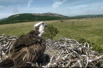 osprey preening