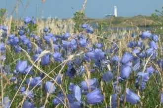 Coastal flowers in bloom at South Walney Nature Reserve