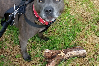 image of a dog on a lead with red collar and stick on grass