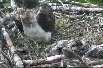 Osprey chick close up