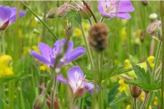 Lovely wildflower Meadow