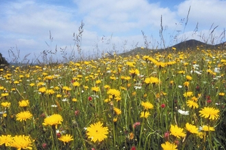 Wildflower meadow in full bloom