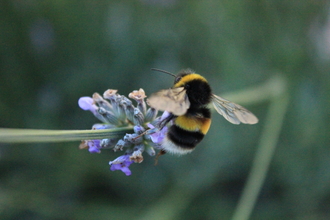 Bee on lavender flower - copyright Michelle Waller