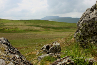 Blencathra fell seen from Eycott Hill Nature Reserve