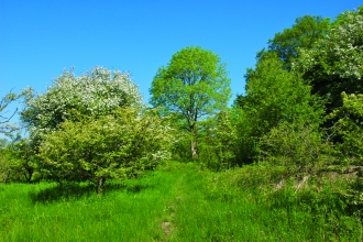 Green grassland with trees - Dubbs Moss Nature Reserve - copyright John Morrison
