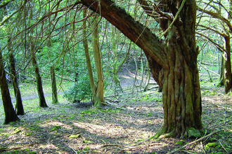 Grubbins wood landscape