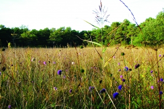 image of Hale moss nature reserve landscape