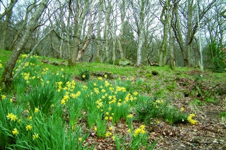 image of ivy crag wood reserve landscape in spring with daffodils