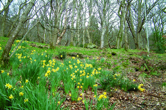 image of ivy crag wood reserve landscape in spring with daffodils