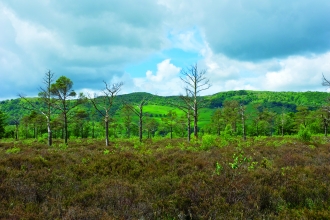 image of Nichols moss landscape -copyright john morrison