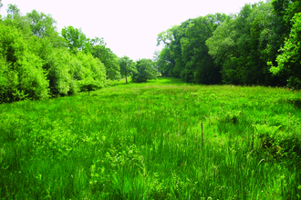 image of grassland and woodland at Orton moss nature reserve