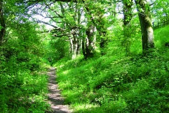 image of path and woodland at Quarry banks reserve