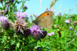 meadow brown butterfly on purple flower