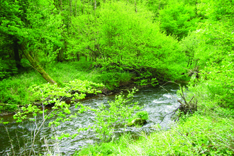 image of river and woodland at wreay woods nature reserve