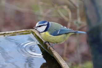 Image of Blue tit drinking water - copyright gillian day