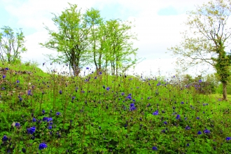 image of blue flowers at latterbarrow nature reserve - copyright michelle waller