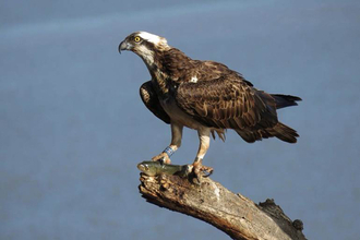 Blue 35 Osprey female perched with a fish in talons - spain - copyright Alberto Benito Ruiz