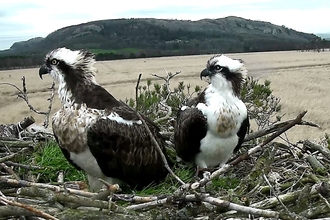 Image of the foulshaw moss breeding pair of ospreys - female on left and male on the right in 2015