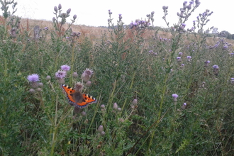 Small tortoiseshell butterfly on thistles