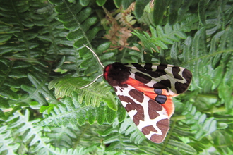 Garden tiger moth