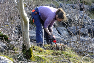 Volunteer removing scrub at Hutton Roof