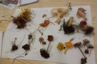 Fungi found at Eycott Hill Nature Reserve