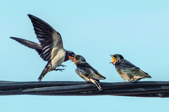 Image of Swallow feeding chicks on wire -copyright Jo Knight