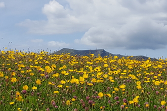 Wildflower meadow at Eycott Hill