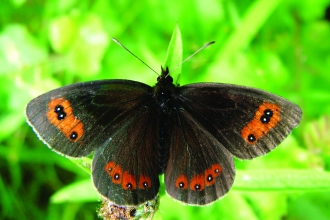 Image of Scotch argus butterfly at Smardale Nature Reserve
