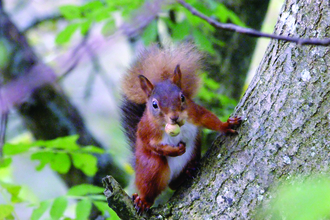 image of a Red squirrel in tree at smardale gill nature reserve
