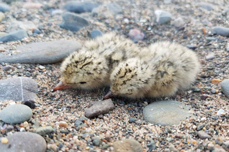 Image of little tern chicks at South Walney Nature Reserve