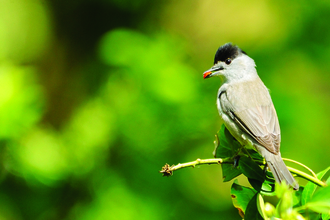 image of a blackcap bird against green background -copyright amy lewis