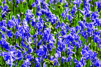 image of Bluebells