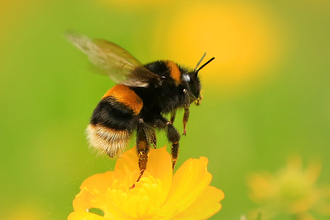 Photo of buff-tailed bumblebee on buttercup